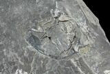 Unprepared Drotops Trilobite - About Long #106861-4